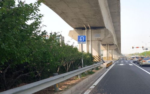 北京交警在全市范圍內(nèi)開展路樹遮擋交通設(shè)施排查整治工作